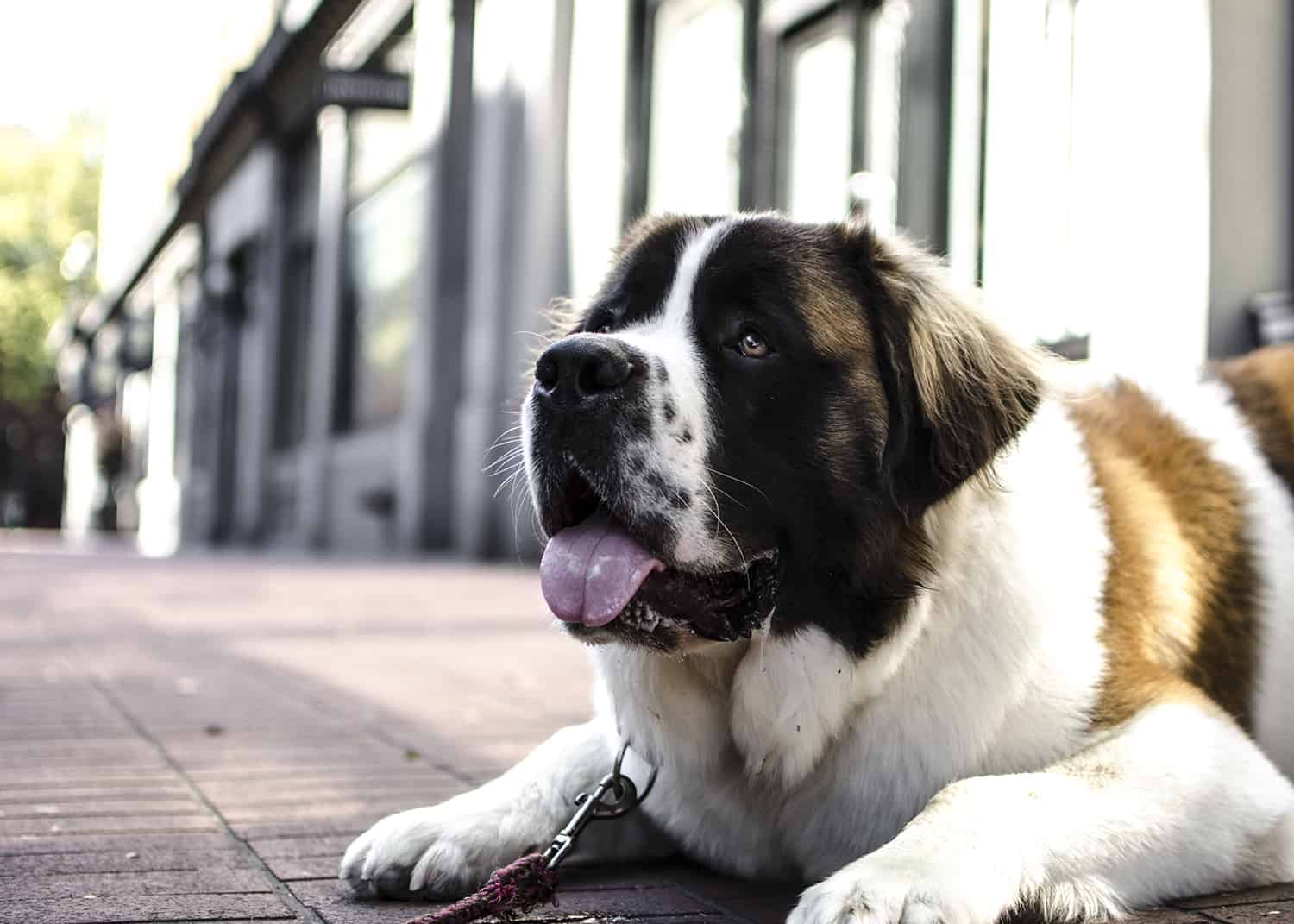 DOG-BruceSM