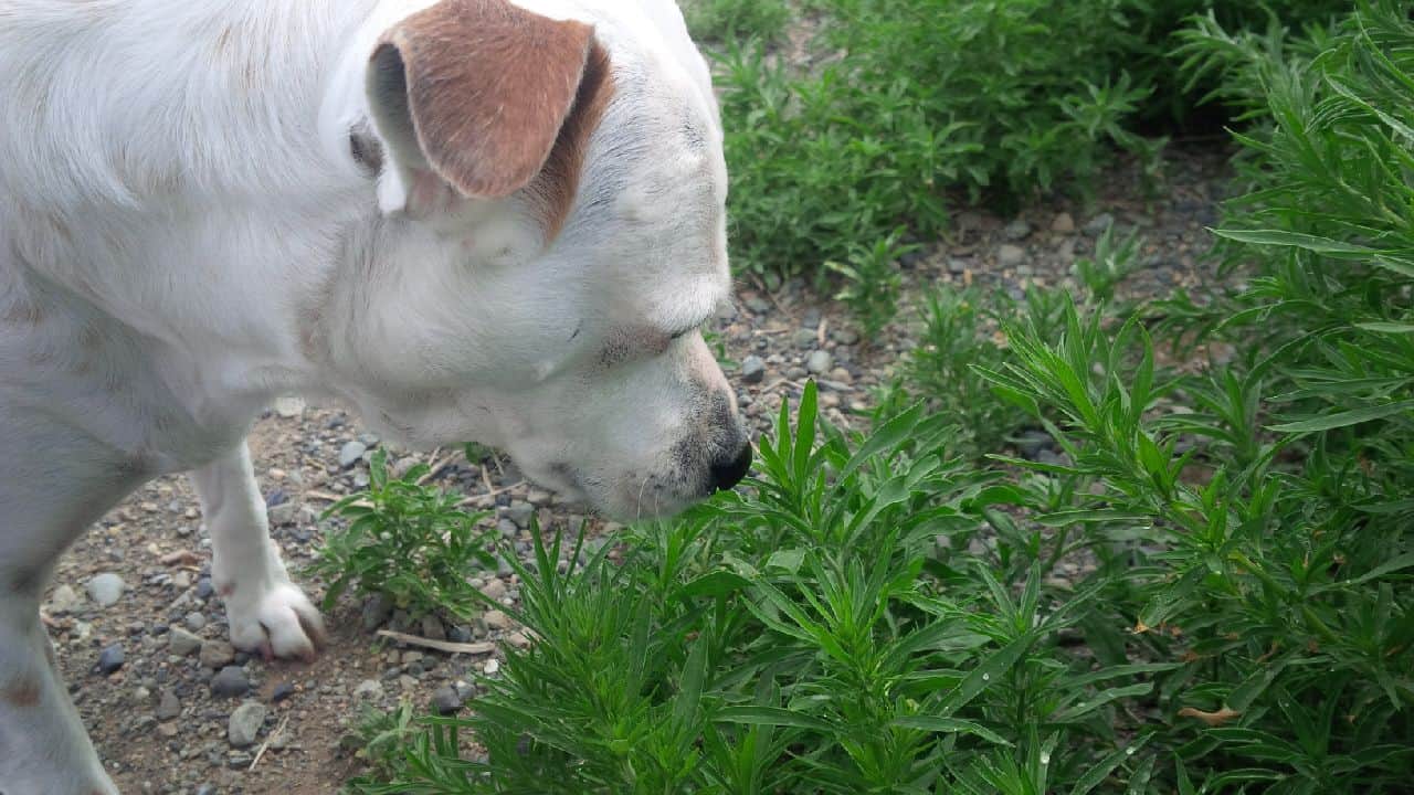 DOG-DecPoco