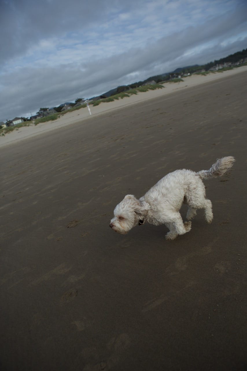 DOG-Dusty2