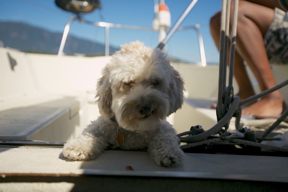 DOG-Dusty3