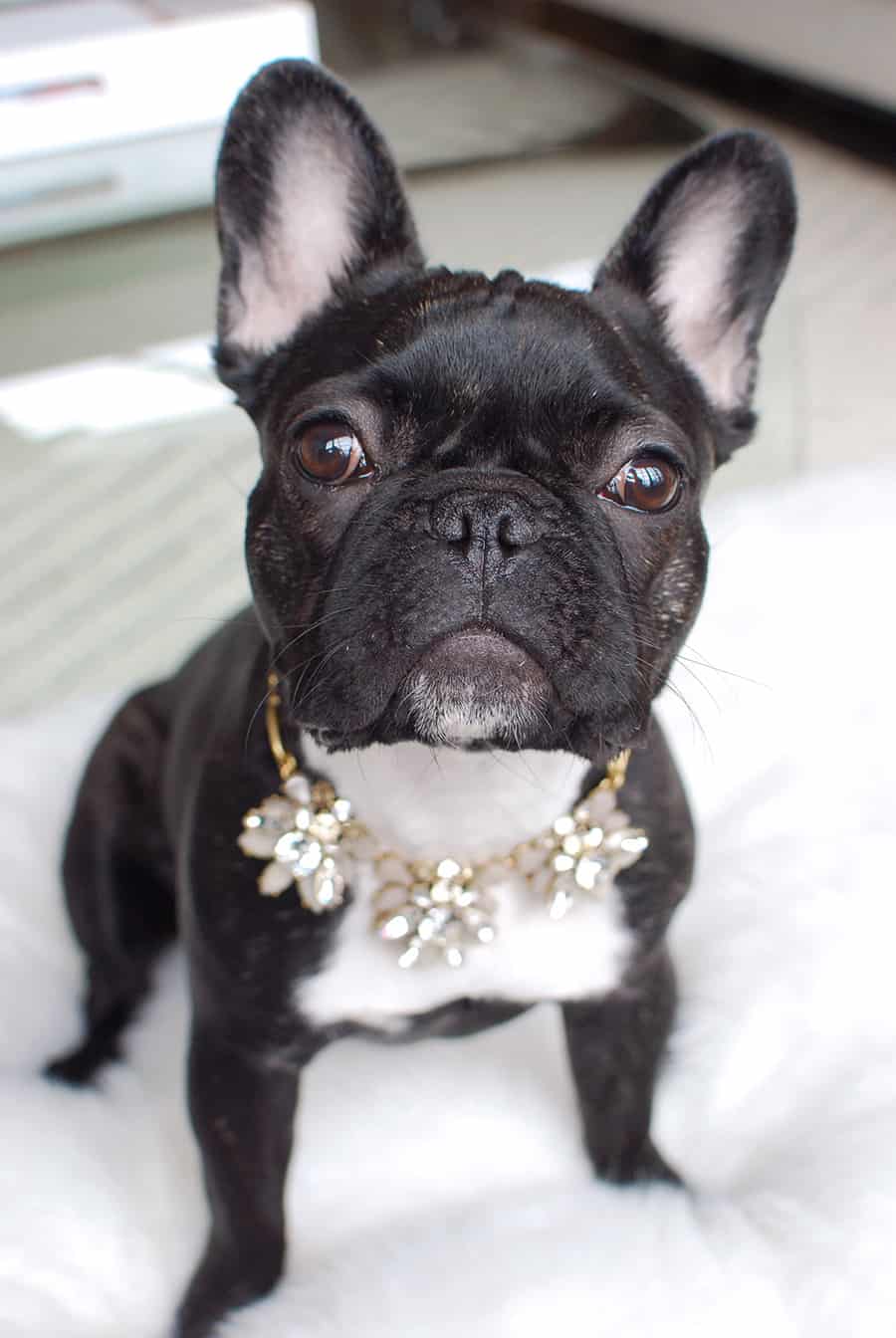 DOG-YokoBling