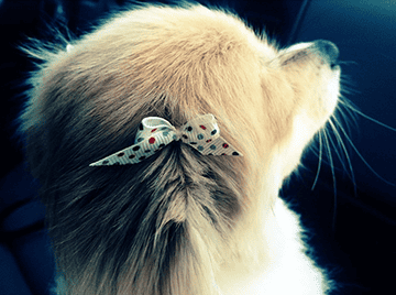 DOGJanuary-Ella