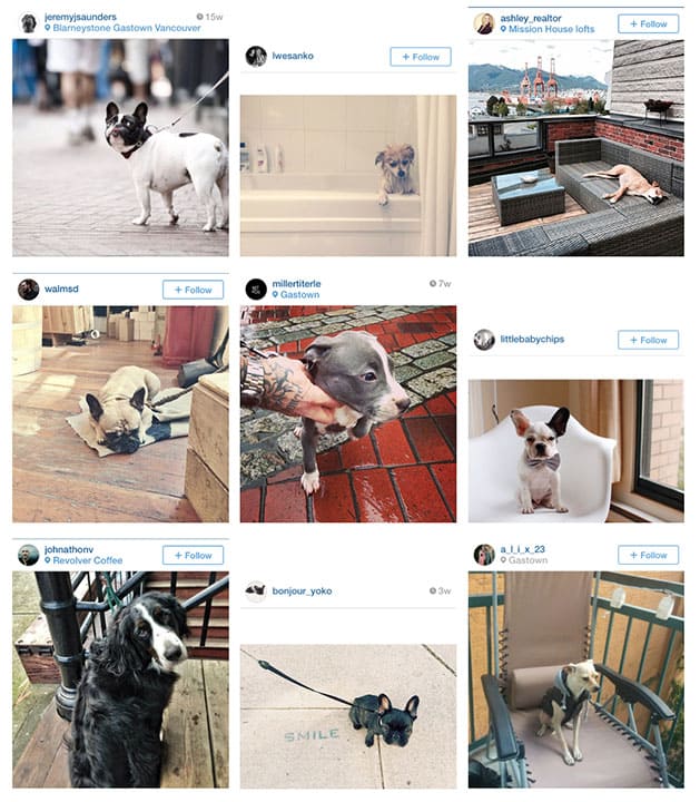 DecemberDOGcollage