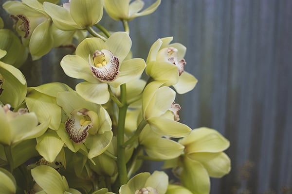 WeddingFl-orchid
